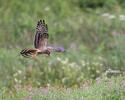 Montagu's Harrier