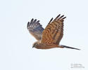 Montagu's Harrier