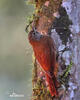 Montane Woodcreeper