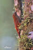 Montane Woodcreeper