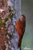 Montane Woodcreeper