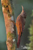 Montane Woodcreeper