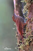 Montane Woodcreeper