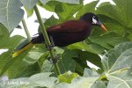 Montezuma Oropendola