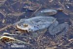 Moor Frog