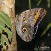 Morpho sp. Butterfly