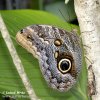 Morpho sp. Butterfly