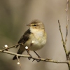 Mosquitero común