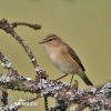 Mosquitero común