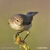 Mosquitero común