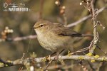 Mosquitero común