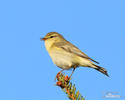 Mosquitero musical