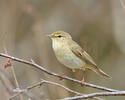 Mosquitero musical