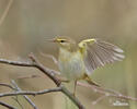 Mosquitero musical