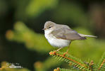 Mosquitero musical