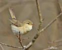 Mosquitero musical