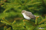 Mosquitero musical