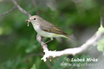 Mosquitero papialbo