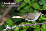 Mosquitero papialbo