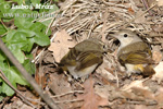 Mosquitero papialbo