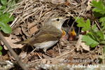 Mosquitero papialbo