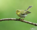 Mosquitero silbador