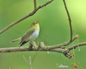 Mosquitero silbador