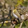 Mosquitero silbador