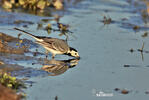 Motacilla alba