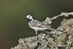 Motacilla alba