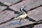 Motacilla alba