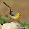 Motacilla cinerea