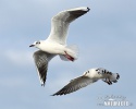 Mouette rieuse