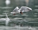 Mouette rieuse