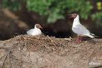 Mouette rieuse