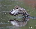 Mouette rieuse