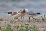 Mouette rieuse