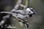 Mountain Chickadee