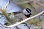 Mountain Chickadee