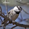 Mountain Chickadee