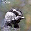 Mountain Chickadee