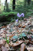 Mountain Tassel, Mountain Snowbells