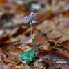 Mountain Tassel, Mountain Snowbells