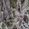 Mourning Dove