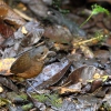 Moustached Antpitta