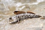 Mudskipper