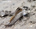 Mudskipper