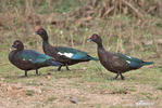 Muscovy Duck