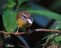 Myiothlypis coronata