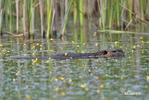 Myocastor coypus